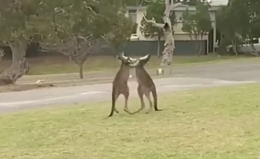 Kangurët ‘zhvillojnë një dy-luftim’ në Australi