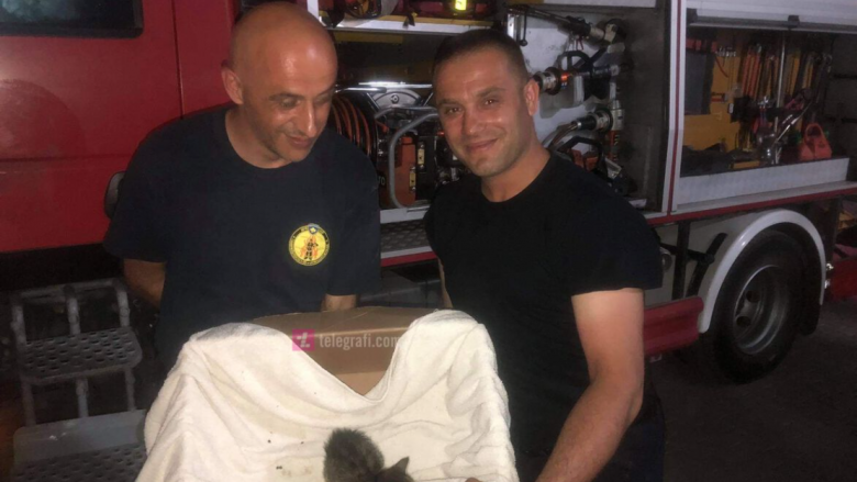 Mbeti e ngujuar mes dy mureve, zjarrfikësit shpëtojnë macen në Prishtinë