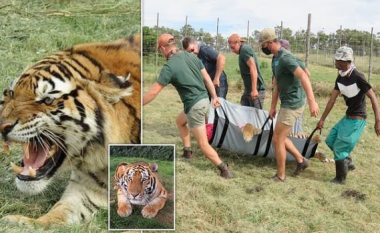 Kujdestari “copëtohet për vdekje” nga një tigër në një park të kafshëve në Afrikën e Jugut