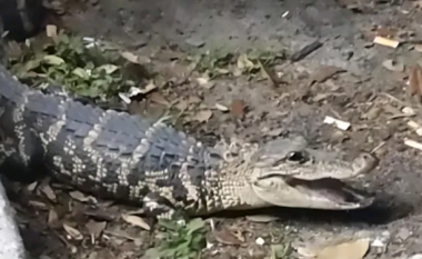 Fëmijët në Florida u përpoqën ‘ta zbutnin’ një aligator – por hasën në një problem