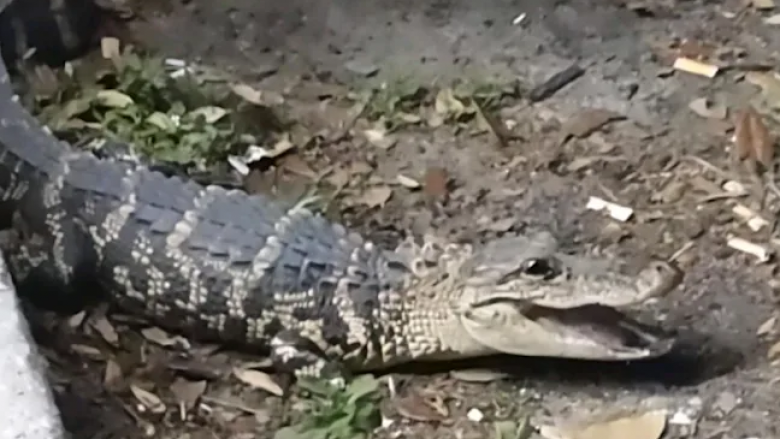 Fëmijët në Florida u përpoqën ‘ta zbutnin’ një aligator – por hasën në një problem