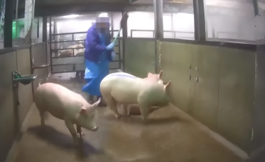 Aktivisti filmon fshehtazi në një thertore në Holandë, zbulon keqtrajtimin që u bëhet derrave dhe kafshëve të tjera aty