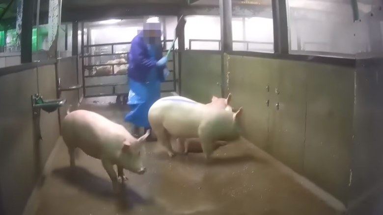 Aktivisti filmon fshehtazi në një thertore në Holandë, zbulon keqtrajtimin që u bëhet derrave dhe kafshëve të tjera aty