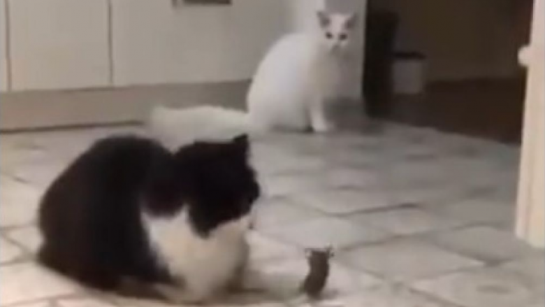 “Lojë të përbashkët”? Pronari filmoi macet dhe miun dhe ka vendosur të shesë pamjet!