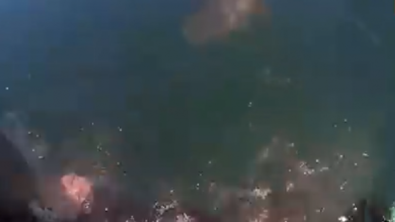 Surfisti publikoi pamje duke ikur nga një peshkaqen në oqean