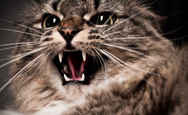 Një studim i ri zbulon se metodat e trajnimit janë të lidhura me agresionin te macet