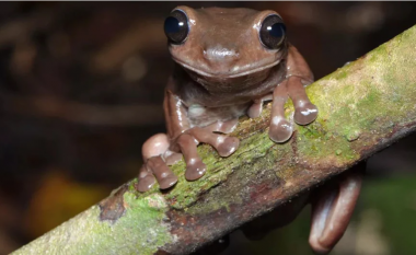 Zbulohen specie të reja të “bretkosës çokollatë” në Guinenë e Re