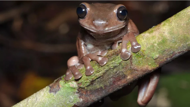 Zbulohen specie të reja të “bretkosës çokollatë” në Guinenë e Re