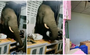 Mysafir i paftuar, elefanti thyen murin e kuzhinës për të kërkuar ushqim – tajlandezja habitet kur e sheh çfarë i ka bërë pronës së saj