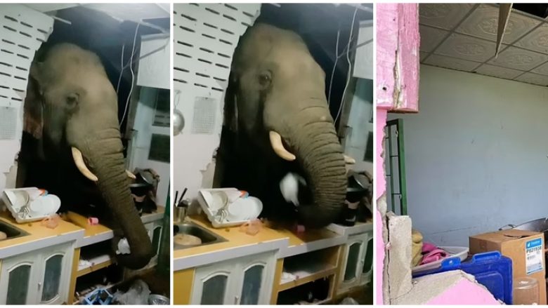 Mysafir i paftuar, elefanti thyen murin e kuzhinës për të kërkuar ushqim – tajlandezja habitet kur e sheh çfarë i ka bërë pronës së saj