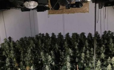 Mitrovicasi kultivoi marihuanë në shtëpinë e tij, arrestohet nga policia