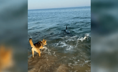 Shihni momentin kur delfini luan me një qen