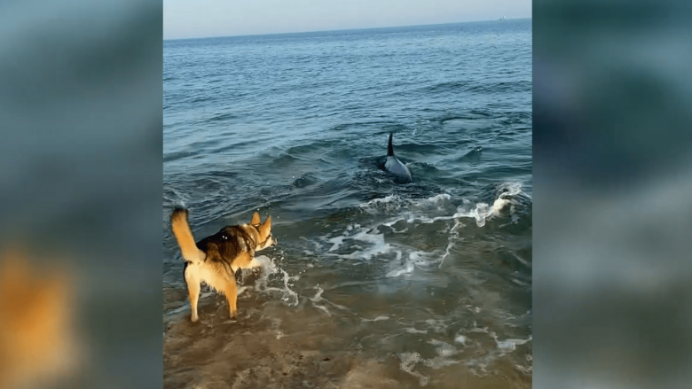 Shihni momentin kur delfini luan me një qen
