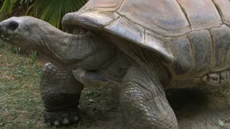 Ngordh breshka Shurley, ishte banori më i vjetër i kopshti zoologjik Shenbrun – në kopshtin zoologjik të Vjenës jetoi nga viti 1953