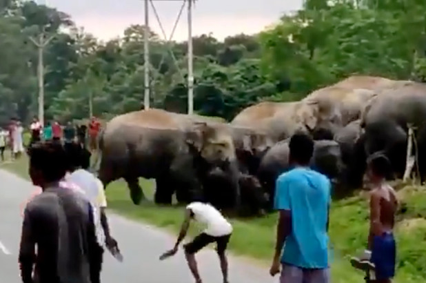 Momenti kur një burrë shtypet për vdekje nga elefanti në Indi