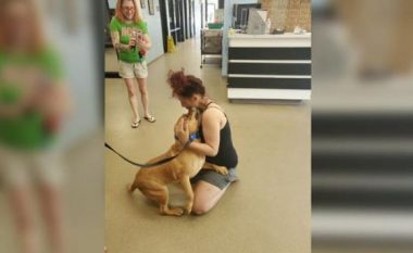 Do adoptonte qen të ri, gruaja nga SHBA-të gjen qenin që i kishte humbur prej dy vitesh