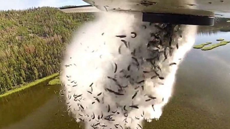 Mijëra peshq do të hidhen nga aeroplanët në liqenet e Utah