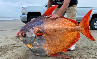 Peshk i rrallë ngjyra-ngjyra zbulohet në një plazh në Oregon