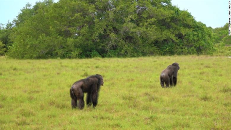 Shimpanzetë për herë të parë në histori sulmojnë dhe vrasin gorillat në natyrë