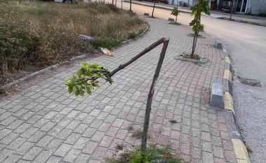 Dëmtohen drunj në Tetovë, pritet zbulimi personave që kanë kryer vandalizimin
