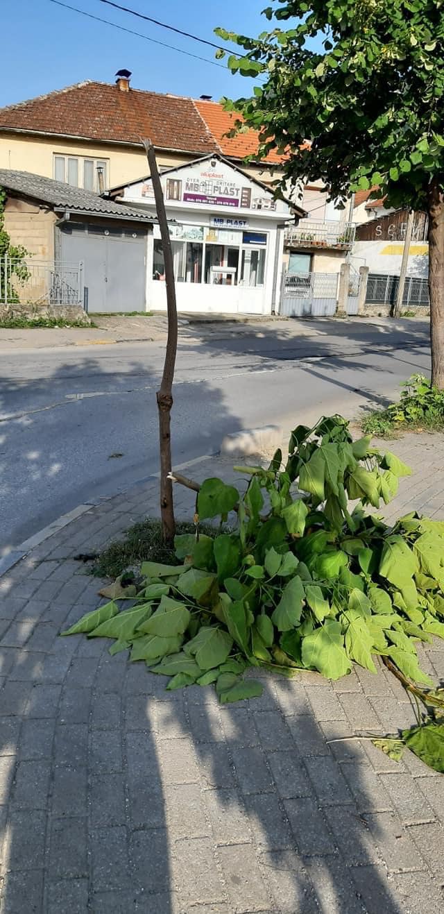 Dëmtohen drunj në Tetovë, pritet zbulimi personave që kanë kryer vandalizimin