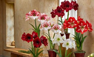 Lulja që zbukuron shtëpinë tuaj: Si të rritet amaryllis?