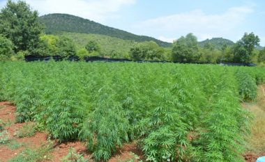 Zbulohet plantacioni më i madh i marihuanës në Mal të Zi