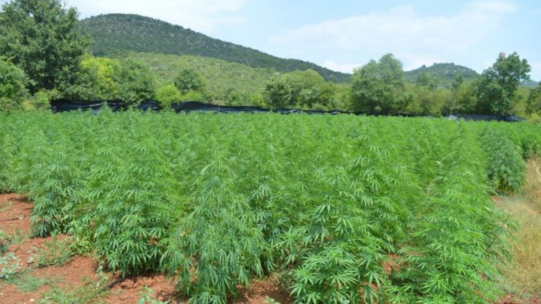 Zbulohet plantacioni më i madh i marihuanës në Mal të Zi