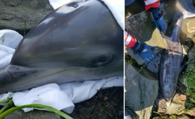 Shpëtohet një delfin i cili ngeci në shkëmbinj në një shtet të SHBA-së