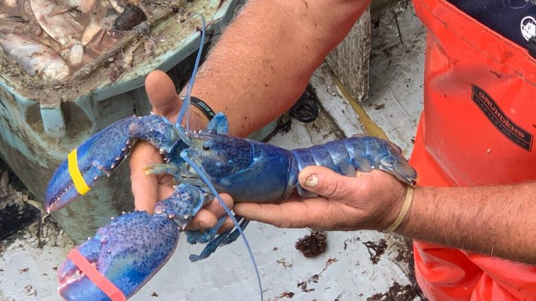 Peshkatari në SHBA gjen një karavidhe blu që është jashtëzakonisht e rrallë