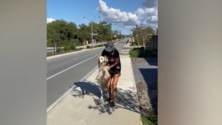 Gruaja kapi qenin kokëfortë nga duart, pasi nuk donte ta vazhdonte shëtitjen