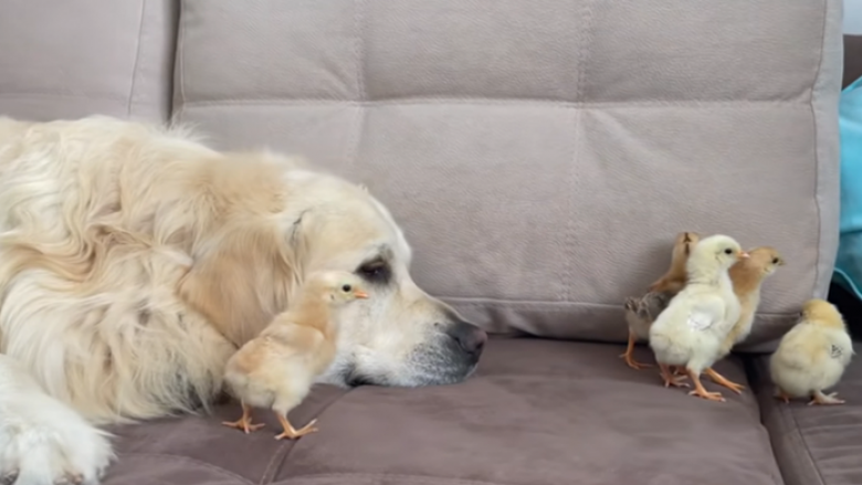 Qeni takoi për herë të parë zogjtë e pulave, reagimi i tij është fantastik