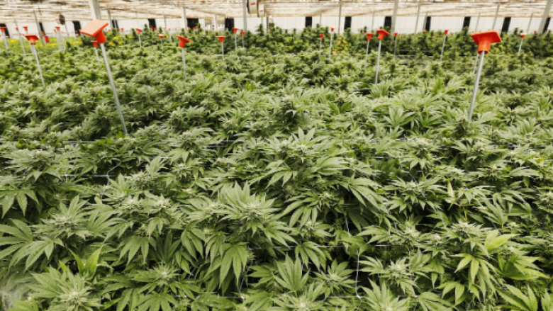 Rreth 16 ton marihuanë u kapën në një plantacion të paligjshëm pranë Los Angelesit
