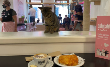 Në një kafene në Rio de Janeiro, të ftuarit pinë kafe në shoqërinë e maceve