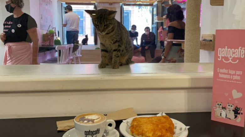 Në një kafene në Rio de Janeiro, të ftuarit pinë kafe në shoqërinë e maceve