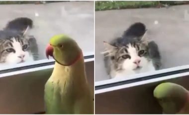 Papagalli dhe macja luajnë “fshehtas”, bëhen hit në internet