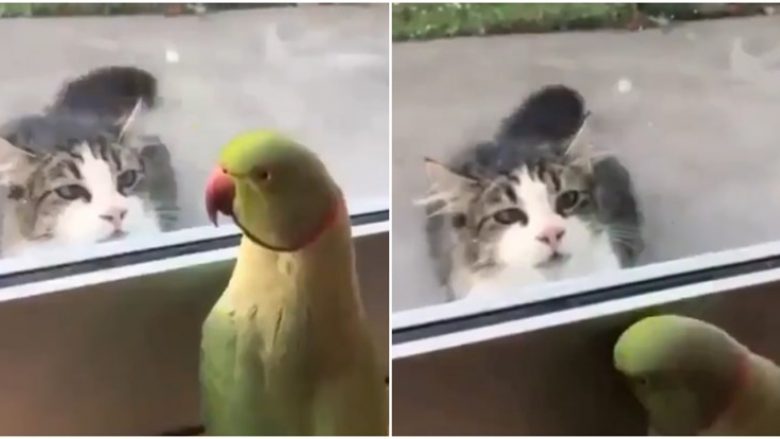 Papagalli dhe macja luajnë “fshehtas”, bëhen hit në internet
