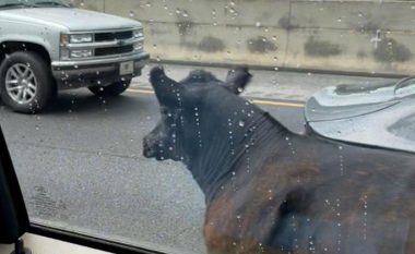 Shoferët shikojnë ndërsa lopët dhe kaubojët enden rrugëve të Alabamas
