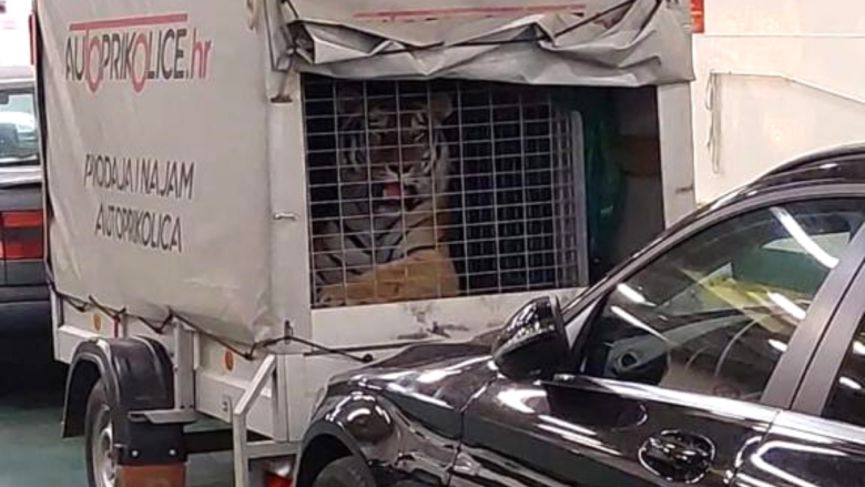 Njerëzit në Kroaci habiten kur panë një tigër brenda një kafazi në një veturë në traget