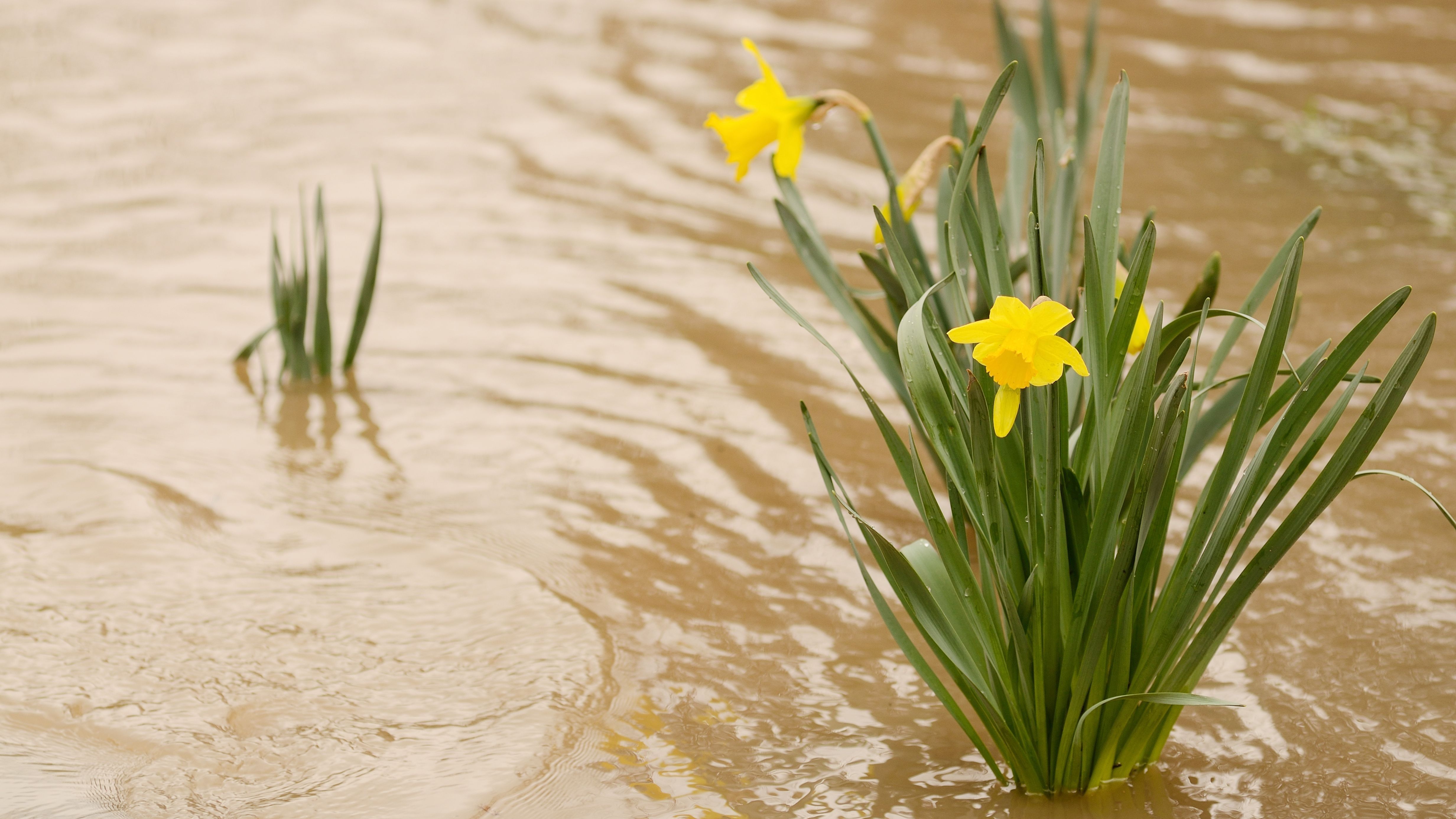 How to protect flower beds from drowning in water during periods of