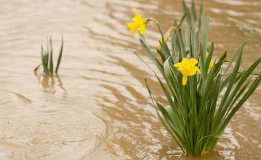 Si të mbroni shtretërit e luleve nga mbytja në ujë në periudha të shiut të madh