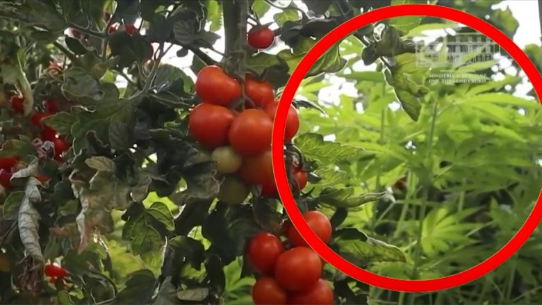 Ministria e Bujqësisë pranon se kanabisi në serat e domatave është mbjellë me leje të Policisë