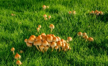 Si të shpëtoni nga kërpudhat në kopshtin tuaj