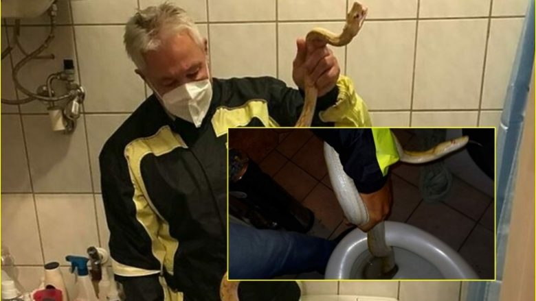 Një burrë në Grac të Austrisë “surprizohet” nga një gjarpër që doli nga guaska e tualetit – përfundon në spital