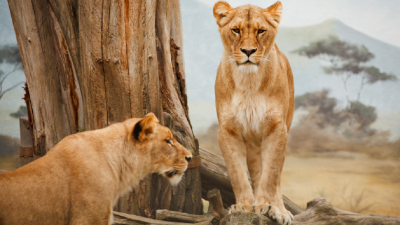 A janë vërtet luanët trima apo është thjesht një mit?
