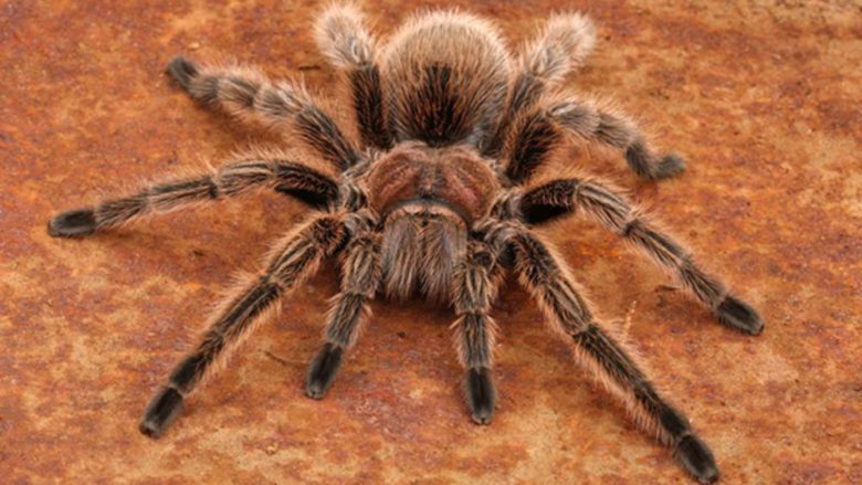 Të riun britanik e pickoi merimanga helmuese, mjekët thonë se duhet t’ia amputojnë gishtat e dorës së djathtë
