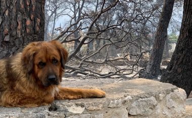 Ky qen udhëtoi 380 kilometra për t’u kthyer në shtëpi