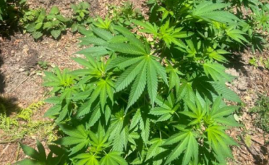 Kultivoi bimë narkotike në zonën e Koshares, arrestohet një shtetas i Shqipërisë