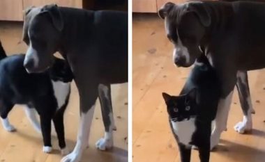 Macja kapet duke u përqafuar me qenin – veprimi i kafshëve bëhet viral