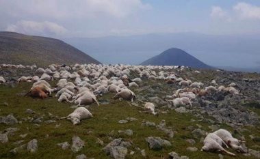 Goditja e rrufesë vret mbi 500 dele në Gjeorgji – detajet dhe pamjet horror nga vendi i ngjarjes